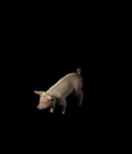 4.gif