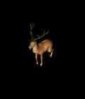 5.gif