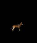11.gif
