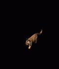 12.gif
