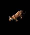 13.gif