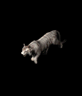 14.gif