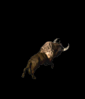 16.gif