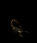 12.gif
