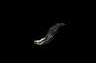 4.gif