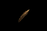 11.gif